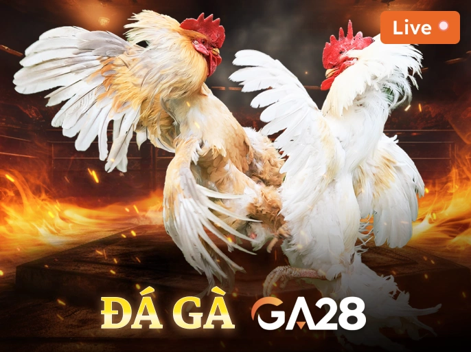 DU88 Đá Gà GA28