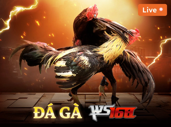 DU88 Đá Gà WS168