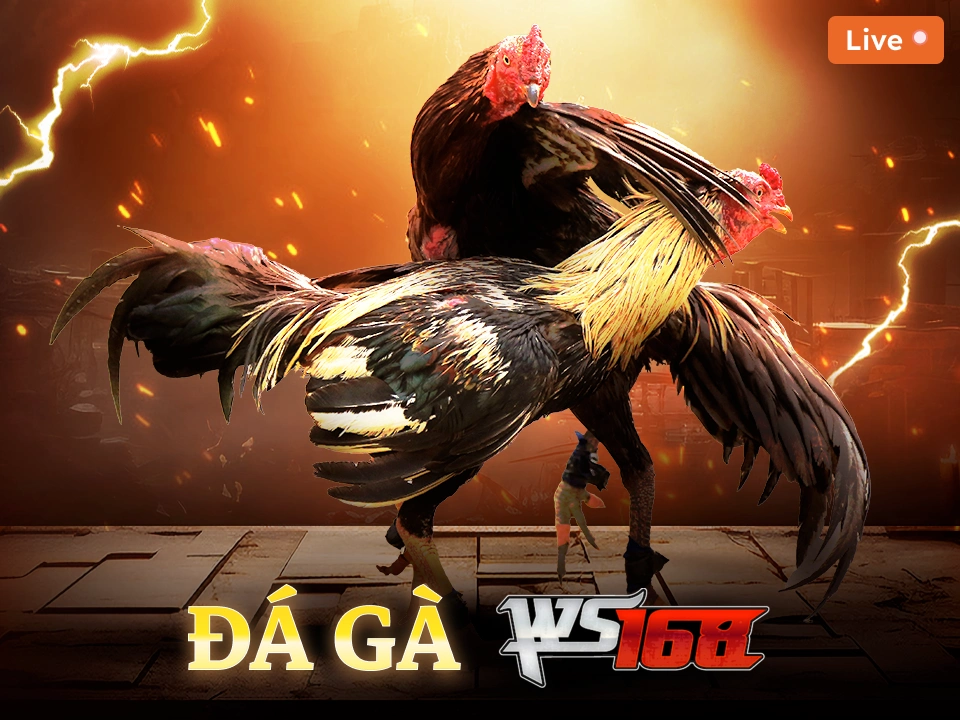 Đá Gà WS168 DU88